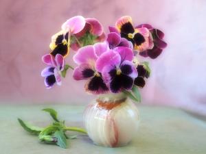 Vase with pansies