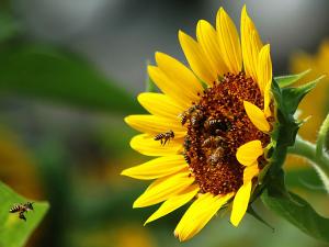 Bees on a sunflower
