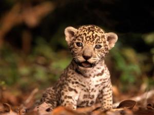 Jaguar cub