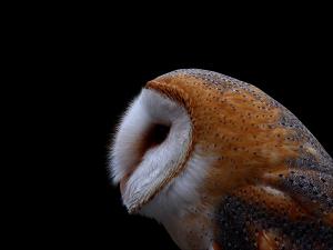 Barn owl of white face in the night