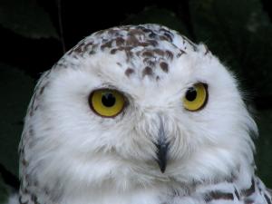 Head of a white owl