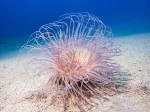 Sea anemone