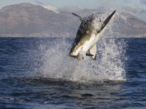 Big jump of a shark when hunting