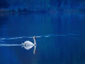 Lone swan on a blue lake