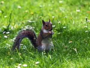 Squirrel eating fresh grass