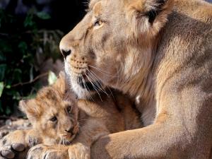 Lioness with her ​​cub