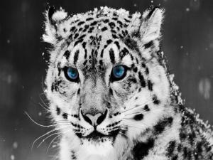 Snow leopard with blue eyes
