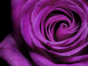 Rose purple colored