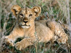 Lion cub lying down