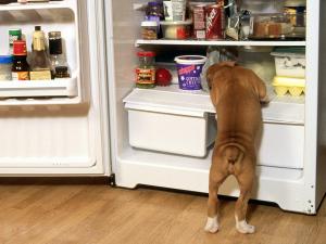 A dog emptying the fridge