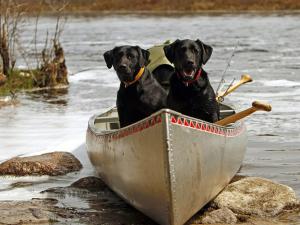 Two dogs in a kayak