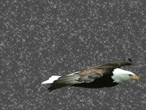 Eagle with stars background