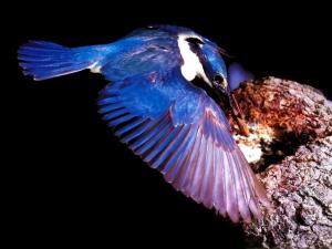 Kingfisher bringing food to the nest