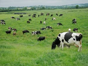Cows grazing freely on the field