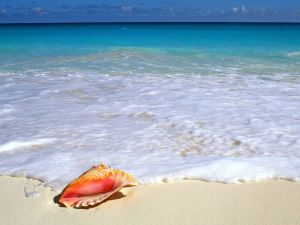 Conch on the white sand of the beach