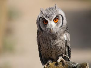 European Scops Owl (Otus scops)