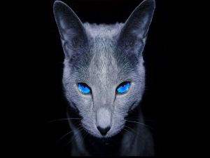 Black cat with blue eyes