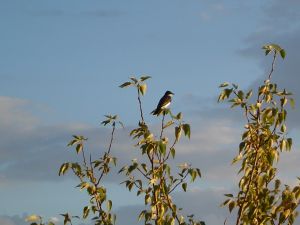 Bird on a tree branch
