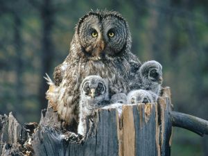 Family of barn owls