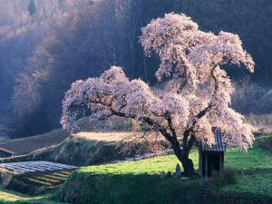 A beautiful cherry blossom