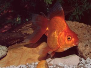 Ryukin (Goldfish)