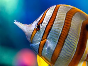 Striped tropical fish