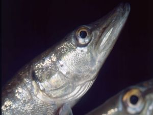 Head of pike (Esox lucius)