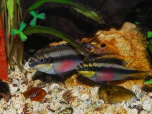 Couple of Pelvicachromis pulcher with their young