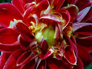 The heart of a red dahlia