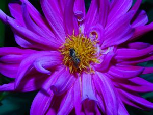 Dahlia flower with an insect inside