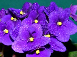 African violets (Saintpaulia) with drops of water