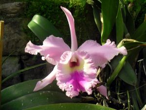 A light pink orchid