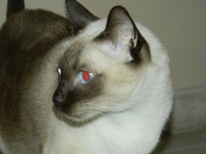 Siamese cat with blue and red eyes