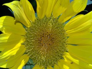 The sunflower blossom