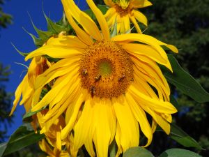 A sunflower full of bugs