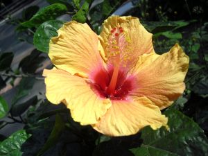 A beautiful Hibiscus flower