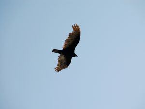 Eagle soaring through the sky