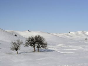 Solitary trees in a snowy landscape