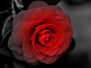 Beautiful rose of a red lighted color