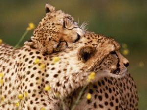 Love among cheetahs