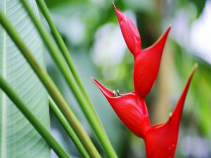 Exotic red flower