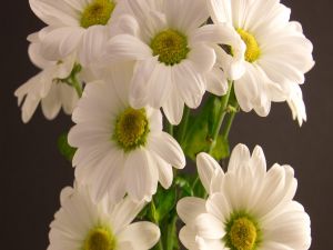 Beautiful white daisies
