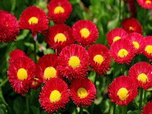 Red and yellow daisies