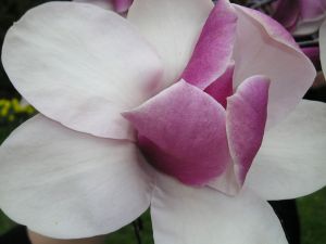 A delicate magnolia