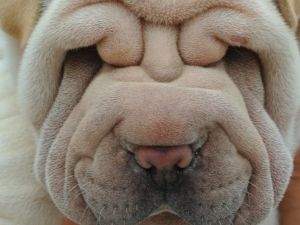 Shar Pei (Chinese breed of dogs)