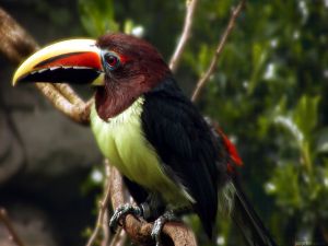 Toucan of green chest