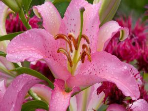 Pink lilium with dew drops
