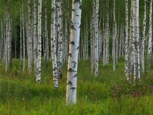 White birch trunks