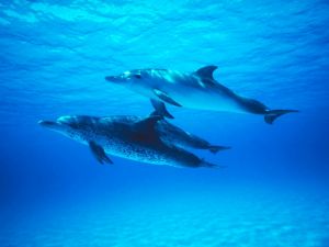 Atlantic Spotted Dolphins (Stenella frontalis)