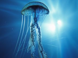 Jellyfish in a blue sea